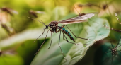 В России обнаружили 47 новых вирусов в комарах и клещах